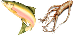 salmon root website development